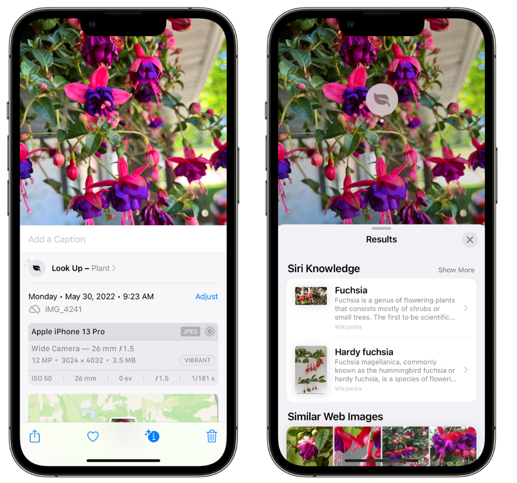 卢龙苹果手机维修分享小技巧：使用 iPhone 相机识别花卉植物 